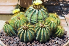 ball-cactus-1024x765