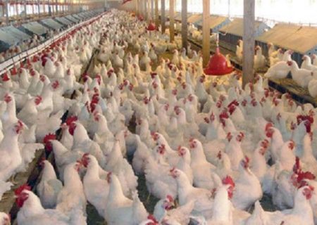 احداث بزرگترین واحد مرغ مادرگوشتی خاورمیانه در اردبیل
