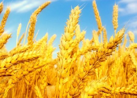 ایستگاه «آغجه‌کهل» مراغه مرکز ثقل تولید گندم در کشور / ۶۰ درصد بذر اراضی دیم در مراغه تولید می‌شود