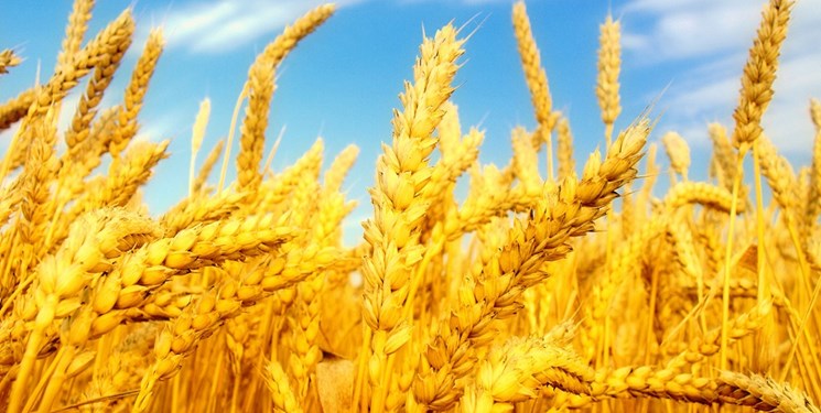 ایستگاه «آغجه‌کهل» مراغه مرکز ثقل تولید گندم در کشور / ۶۰ درصد بذر اراضی دیم در مراغه تولید می‌شود