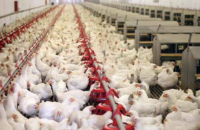 موافقت وزیر با صدور مجوز مرغداری گوشتی به‌ صورت زنجیره تولید در آذربایجان‌شرقی