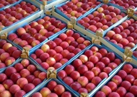 تولید بیش از ۳۰ هزار تن سیب زیر درختی در اهر