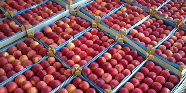 حدود ۱۵۰ هزار تن سیب در سردخانه‌های مراغه انبار شده است