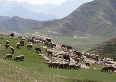 تعداد دام‌های آذربایجان شرقی بسیار بیشتر از ظرفیت مراتع اراضی ملی است