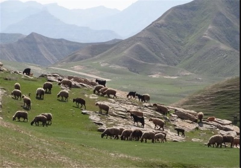 تعداد دام‌های آذربایجان شرقی بسیار بیشتر از ظرفیت مراتع اراضی ملی است