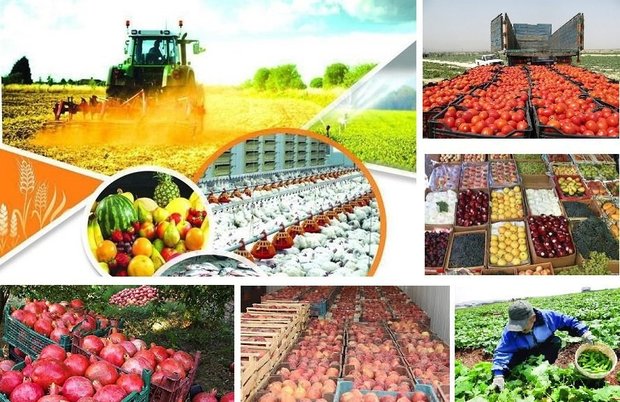 رشد ۳.۴ برابری تولیدات کشاورزی آذربایجان‌شرقی