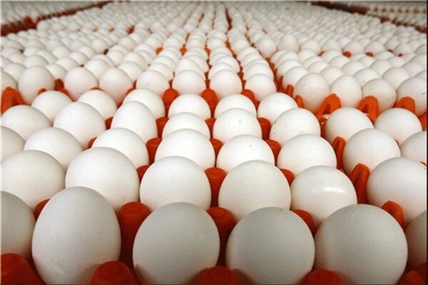 تخم مرغ به میزان کافی در کشور تولید می‌شود
