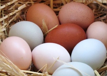 کشف نزدیک به ۱۱ تن تخم مرغ غیرمجاز در آذربایجان شرقی