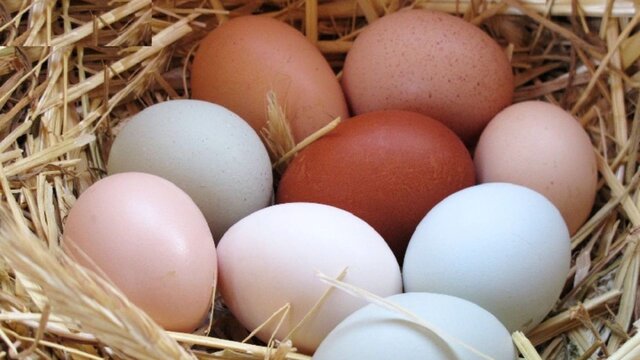 کشف نزدیک به ۱۱ تن تخم مرغ غیرمجاز در آذربایجان شرقی