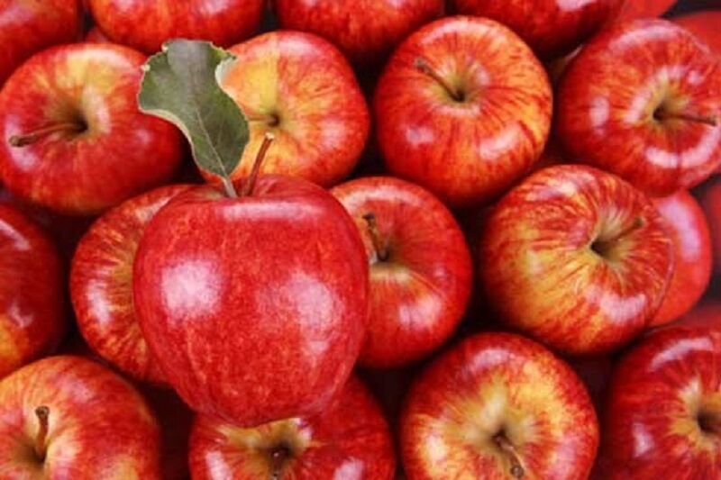 ۱۵۶ تُن سیب اشنویه به روسیه صادر شد