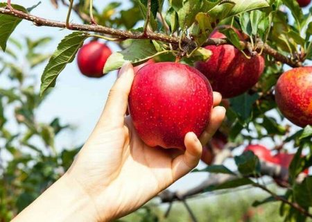 تولید سیب در مراغه اشتغالزایی ۴۳ هزاری را به دنبال داشت