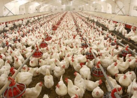 کشف بیش از ۲ هزار قطعه مرغ زنده بدون مجوز در عجب شیر