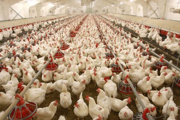 کشف بیش از ۲ هزار قطعه مرغ زنده بدون مجوز در عجب شیر