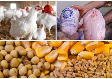مرغ تبریز به تهران پر کشید/نقش پررنگ دلالان در کمبود مرغ