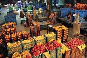 موافقت با واردات میوه/صادرات سیب و پرتقال فعلا ممنوع!