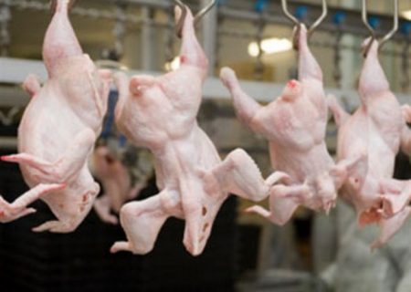 کاهش کشتار مرغ در آذربایجان‌شرقی به یک سوم