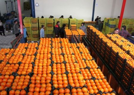 قیمت پرتقال در باغ ٢٠٠٠ تومان؛ فروش در بازار۲۰ هزار تومان!