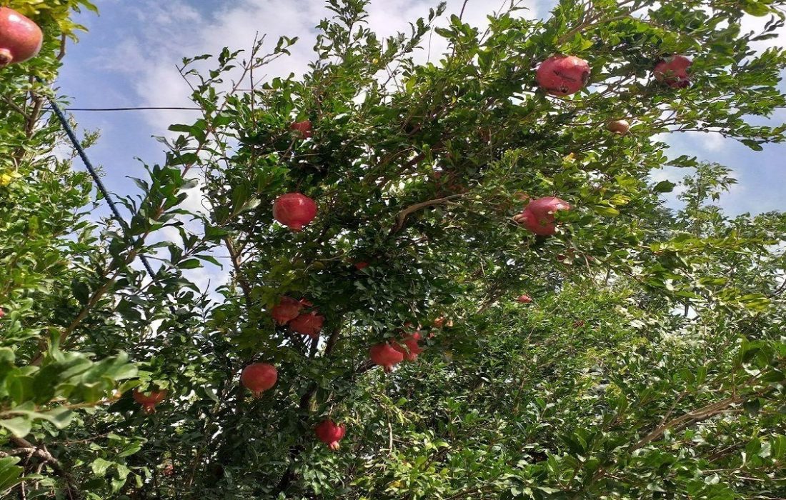 ساماندهی میوه‌فروشان اتوبان کسایی با احداث بزرگترین باغ میوه شهرداری کشور