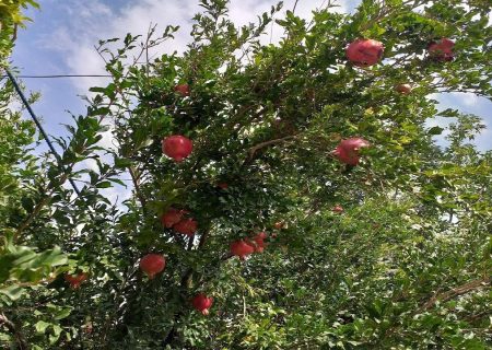 ساماندهی میوه‌فروشان اتوبان کسایی با احداث بزرگترین باغ میوه شهرداری کشور