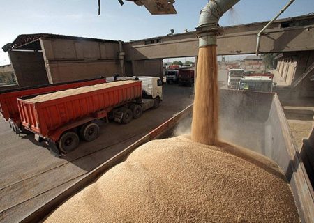 پیش‌بینی برداشت ۱۶۰ هزار تن گندم در هشترود