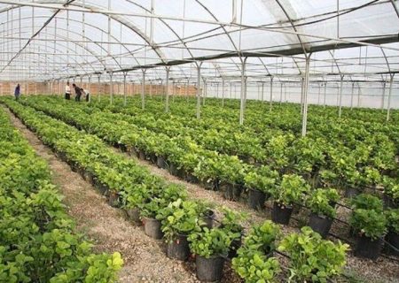 آذربایجان‌شرقی رتبه نخست طرح توسعه گلخانه‌ها را در کشور دارد