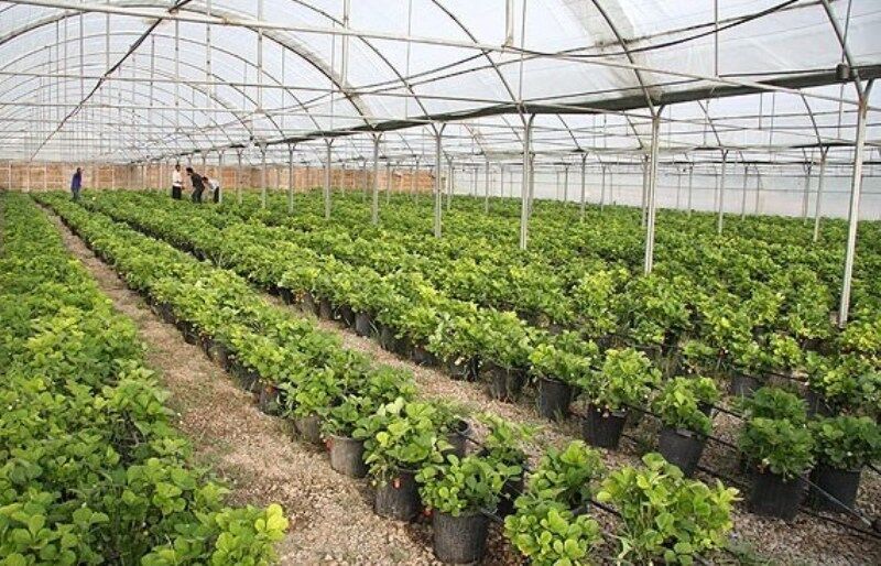 آذربایجان‌شرقی رتبه نخست طرح توسعه گلخانه‌ها را در کشور دارد