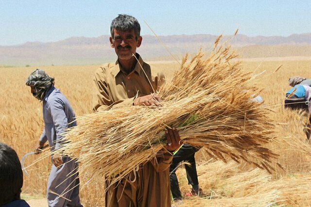 دهن‌کجی دولت به کشاورزان ایرانی؛ گندم شما را ۴ هزار تومان می‌خریم، گندم درجه ۳ خارجی‌ها را ۹ هزار تومان!