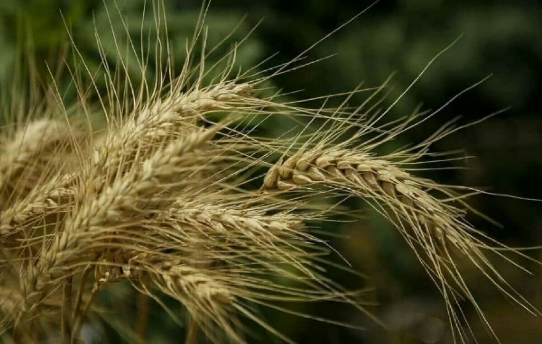 فردا قیمت گندم اصلاح می شود/ چشم انتظاری گندمکاران به پایان می رسد