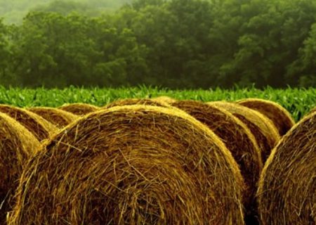 تولید سالانه ۲۲ میلیون تن محصولات علوفه ای در کشور / کشت سورگون دانه‌ای برای نخستین بار