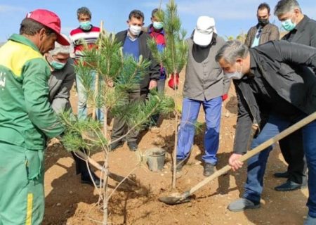 تعداد درختان محدوده دفن پسماند تبریز به ۴۰ هزار اصله افزایش می‌یابد