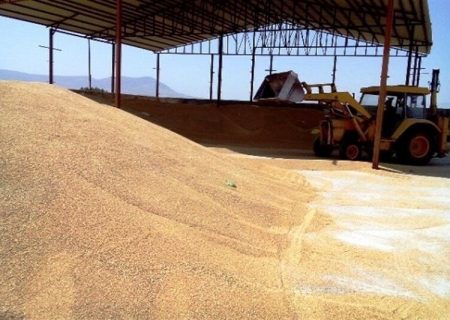 میزان خرید تضمینی گندم از مرز ۱۵۱ هزار تن در اردبیل عبور کرد