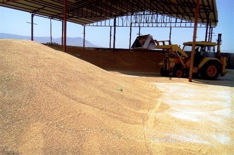 خرید تضمینی ۵۳ هزار تن گندم در آذربایجان شرقی