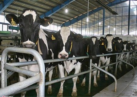 بهره برداری از بزرگ‌ترین واحد صنعتی گاو شیری آذربایجان شرقی در سال آینده
