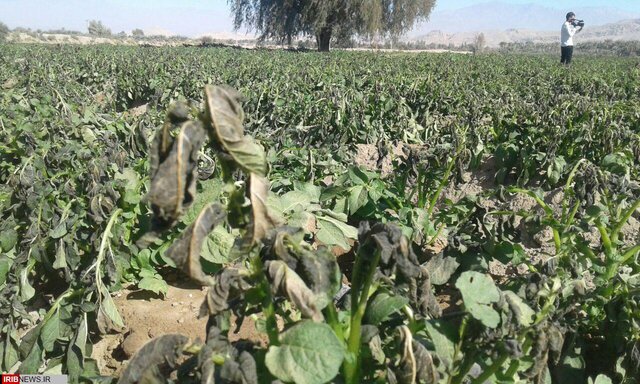 حوادث غیر مترقبه ۱۶۰۰ میلیارد تومان به کشاورزی آذربایجان غربی خسارت زد