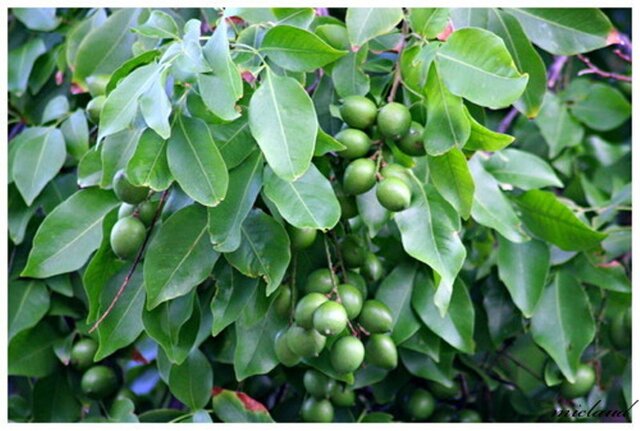 احداث گلخانه‌ی ۱۰۰۰ هکتاری برای تولید میوه‌های درختی در یکانات مرند