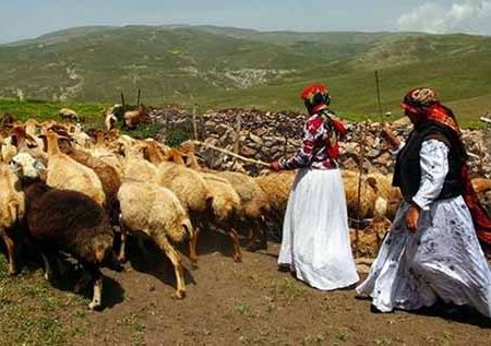 تولید ۲۰ درصد پروتئین و گوشت قرمز آذربایجان شرقی توسط عشایر ارسباران
