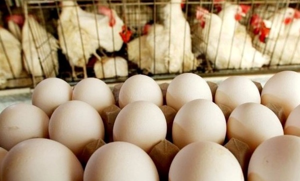 زیان سنگین ۷ هزار تومانی مرغداران در تولید هر کیلوگرم تخم مرغ / انتظار جهش قیمت تا کمتر از ۲ ماه دیگر