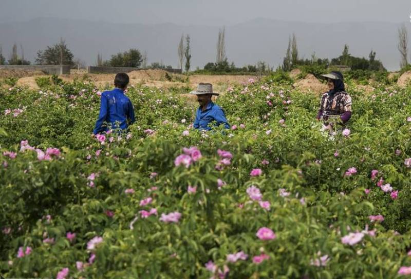 برآورد تولید بیش از ۴۵۰۰ تن گل محمدی در آذربایجان شرقی