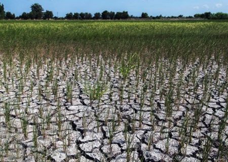 خسارت ۲۷۰۰ میلیارد تومانی بخش کشاورزی آذربایجان‌شرقی از خشکسالی