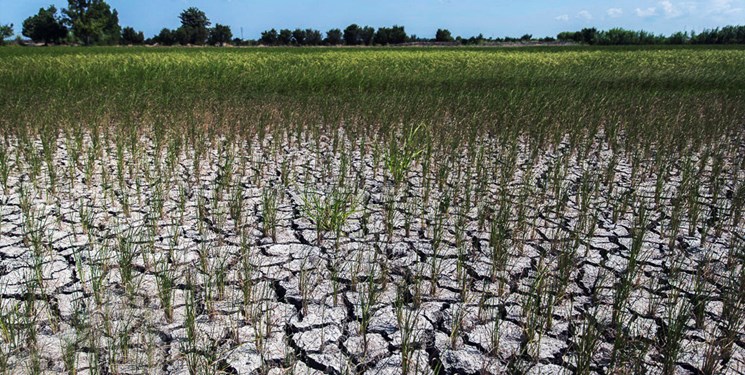 خسارت ۲۷۰۰ میلیارد تومانی بخش کشاورزی آذربایجان‌شرقی از خشکسالی