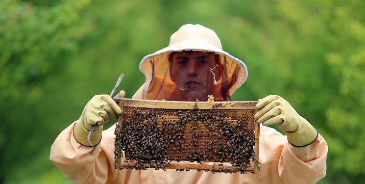 اشتغال بیش از ۶ هزار نفر در صنعت زنبورداری استان اردبیل