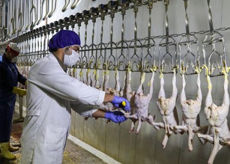 زنجیره صنعت مرغ از تامین خوراک تا تولید و کشتار باید یکپارچه شود