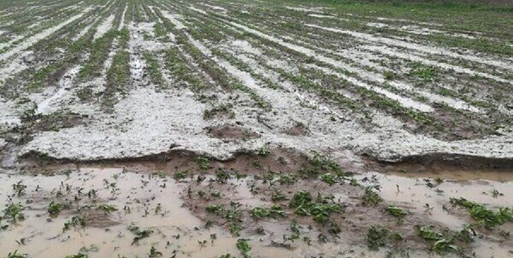 جاری شدن سیل و خسارت به ۲۰۰ هکتار از اراضی باغی و زراعی روستاهای ارومیه