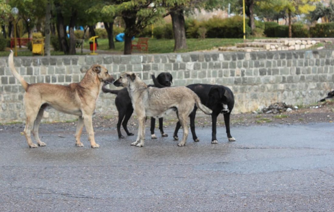 جولان سگ‌های ولگرد در خیابانهای تبریز/شهرداری متولی اصلی ساماندهی