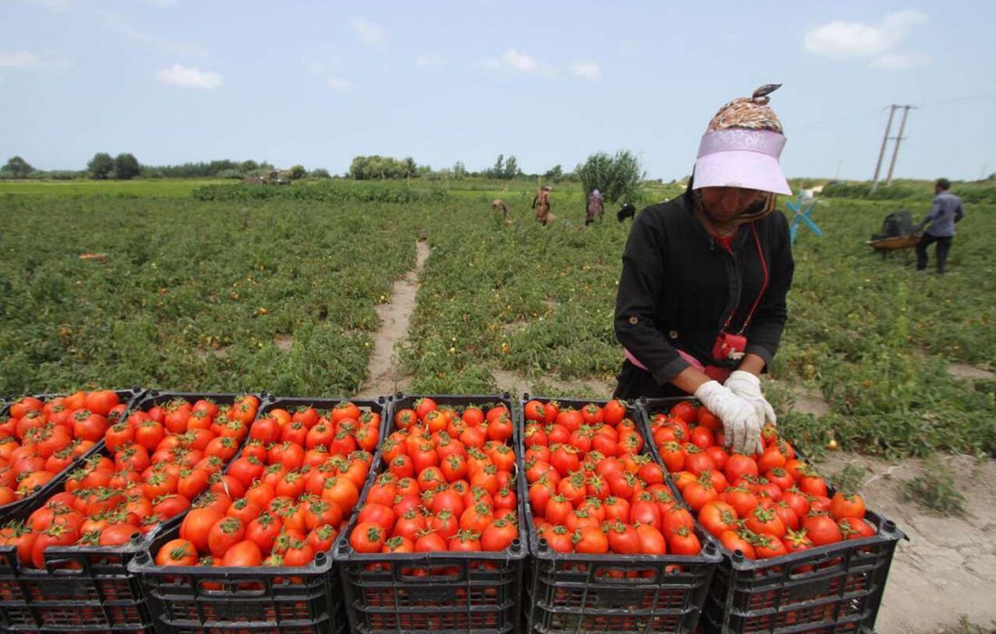 ارومیه پیشتاز تولید گوجه فرنگی در آذربایجان غربی است