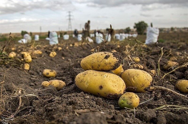 ظرفیت صادرات ۱۰۸ هزار تن سیب‌زمینی در آذربایجان‌شرقی مهیا است