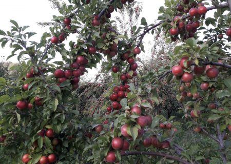 امسال ۳۵۰ هزار تن میوه از باغات مراغه برداشت می‌شود
