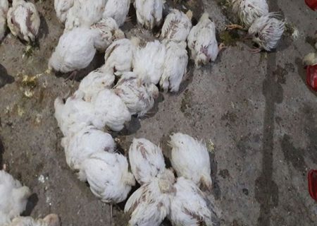 تلفات گسترده مرغ به دلیل گرسنگی!/ احتمال کمیاب شدن مرغ