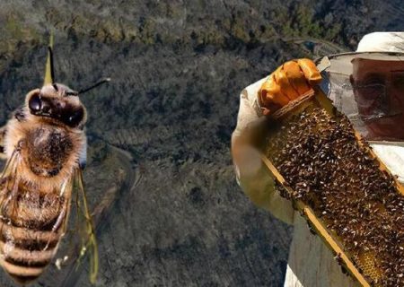 ۳۵۰ تن عسل سبلان صادر شد