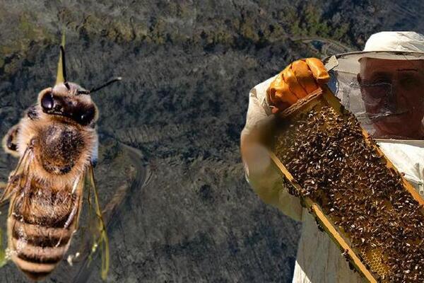 خسارت آتش سوزی به تولید عسل  کاج ترکیه